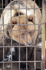 Bear in a cage