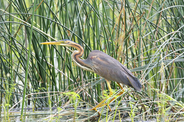 purple heron, Ardea purpurea