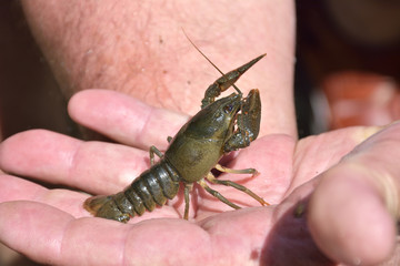 little crayfish ( Astacus astacus ) on hand with clow in focus