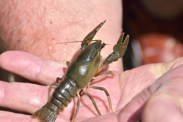 little crayfish ( Astacus astacus ) on hand with clow in focus
