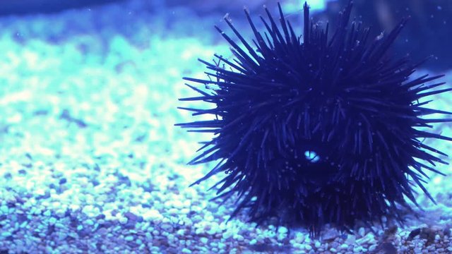 Sea urchin and children of sea urchin. Wonderful underwater world 4K. Sea and Ocean life.