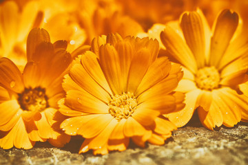 bouquet of calendula (Calendula officinalis L.) on vintage wooden board. processed in Nik Color Efex Pro - obrazy, fototapety, plakaty