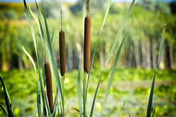 wetland-plant Typha latifolia, the Broadleaf cattail - from the cattail family Typhaceae. processed in Nik Color Efex Pro - obrazy, fototapety, plakaty
