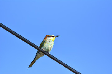 European bee-eater (Merops Apiaster) outdoor on branch