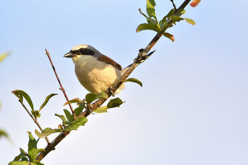 Red-backed Shrike (Lanius collurio)