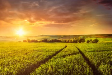 Selbstklebende Fototapete Land Sonnenuntergang im Feld