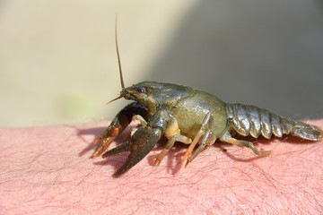 little crayfish ( Astacus astacus ) on hand
