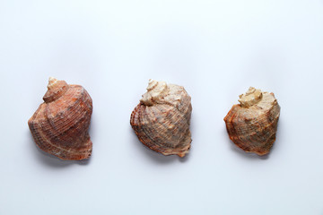 Sea shells on a white background.