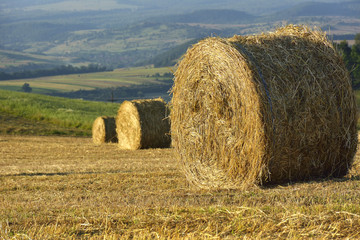 Scene with hay rolls on meadow.