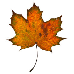 Autumn yellow maple leaf