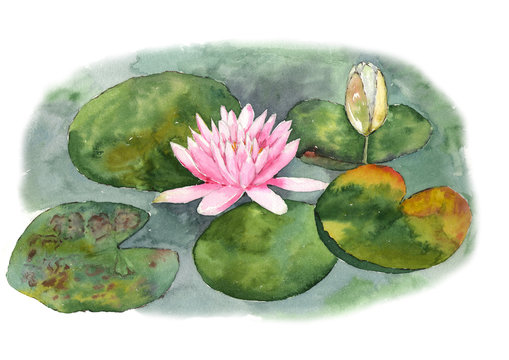 Botanical watercolor illustration of water lilies in the pond on white background