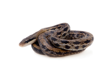 Beauty Rat Snake, Orthriophis taeniurus, on white