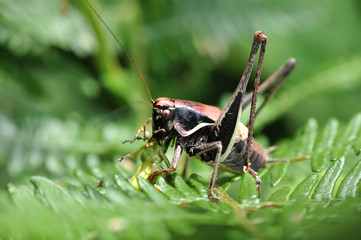 Grasshoppers fight, bigger grasshopper eating a small one