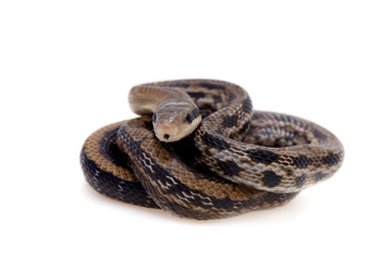 Beauty Rat Snake, Orthriophis taeniurus, on white