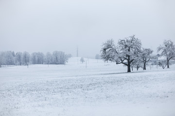 Trees in a snowy field