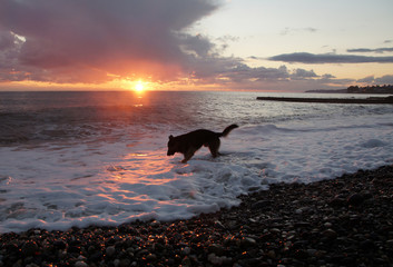 dog in the sea at sunset
