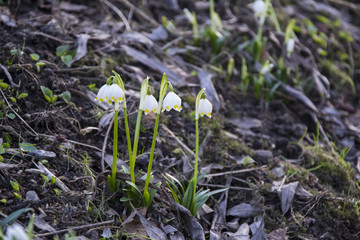 snowflake flower, Leucojum,Anthophora plumipes