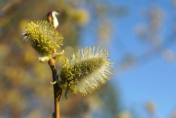 the blossoming buds of a willow in spring against the blue sky