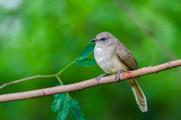 Fototapeta premium Streak-eared Bulbul or Pycnonotus blanfordi, beautiful bird on branch with green background.