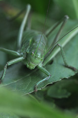 Close up shot of green grasshopper