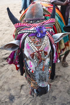 Decorated cow, Goa, India.
