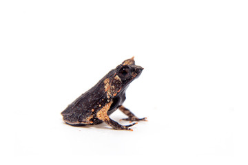The long-nosed horned frog on white