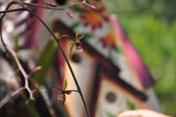 life on coffee plantation