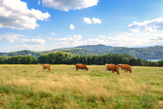 Typical cows on the summer pasture in Pieniny mountains in Poland. 
