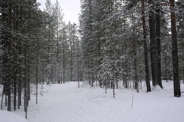 дорога в зимнем лесу