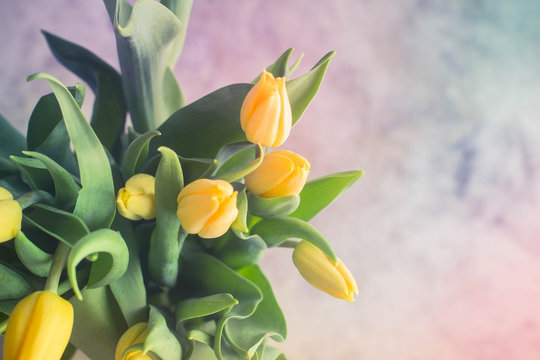 Spring composition - Easter or Morther Day Gift Present. Bunch of yellow tulip. Copy space