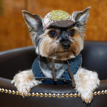 Decorative miniature dog dressed in a costume. Clothing for Pets is a lifestyle. Breed the Yorkshire terrier - dogs for the rich lady living toy. 