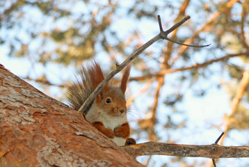 Squirrel on a branch of pine tree in winter