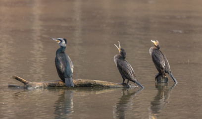 trio