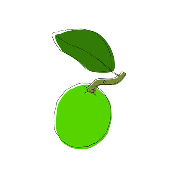 Vector hand drawn lime fruit in vintahe style. Isolated design elements.