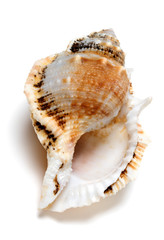 Shell of Tutufa bubo (frog snail)