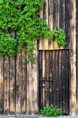 Old wooden wall with door, vintage metal lock and green leaves of wild vine
