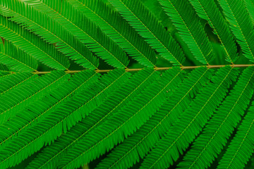 Leaf background