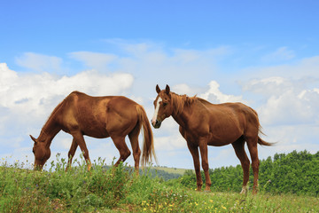 Fototapeta na wymiar Two horses in Marche, Italy