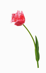 Freisteller einer pinkfarbenen gefransten Tulpe