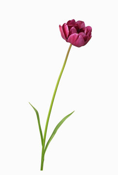 Freisteller einer purpurfarbenen gefüllte Tulpe