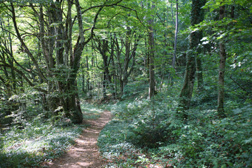 Obraz premium Narrow path in the depths of the shady park.