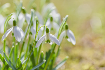 Spring snowdrops flower. Early spring close-up flowers with bright sunlight. 