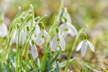 Spring snowdrops flower. Early spring close-up flowers with bright sunlight. 