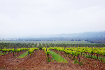 Fototapeta na wymiar Vineyards in the spring. Overcast weather, fog. Spain, Catalonia