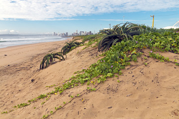 Obraz premium Creeping Green Dune Vegetation with Purple Flowers and Aloes