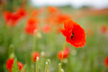 Red Spanish poppies.