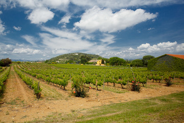 Fototapeta na wymiar Vineyards in the spring. Sunny weather, partly cloudy. Spain, Catalonia