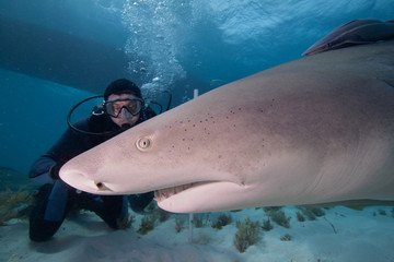 Diver and Lemon shark at Tiger beach, Bahamas
