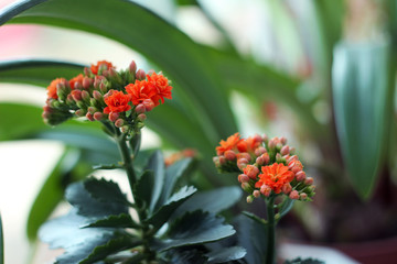 Orange Kalanchoe on windowsill, blooming flower