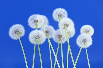 Dandelion flower on blue color background, group objects on blank space backdrop, nature and spring season concept.